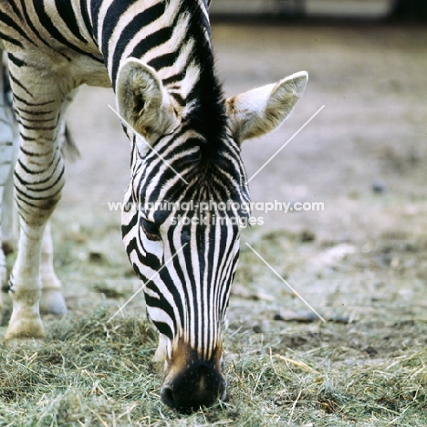 zebra grazing