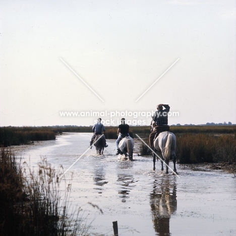 group of Camargue ponies being ridden through water