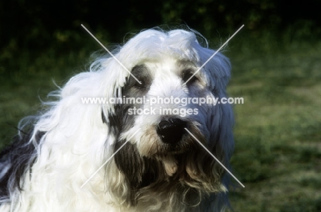 jedforest madame butterfly, old english sheepdog with her face clipped for comfort 