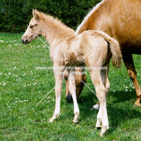 chestnut foal with palomino mare