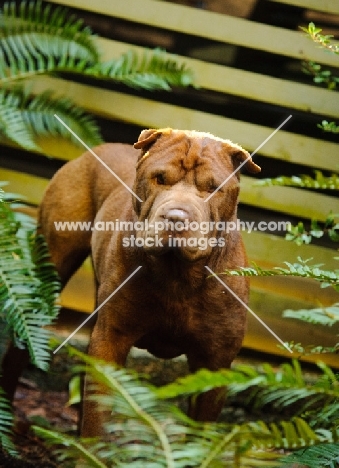 brown Shar Pei