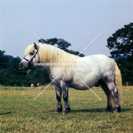 timogen of hutton, shetland pony  stallion