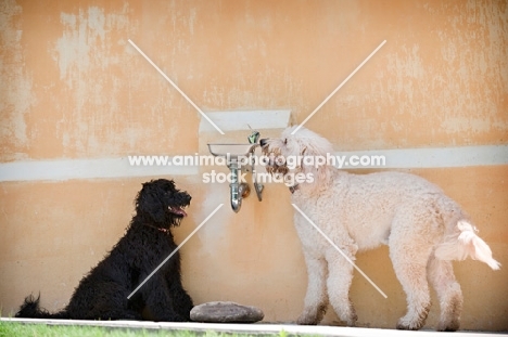 two goldendoodles drinking from water fountain
