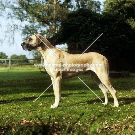 great dane bitch from helmlake