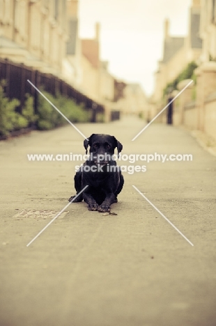 black Labrador Retriever lying in street
