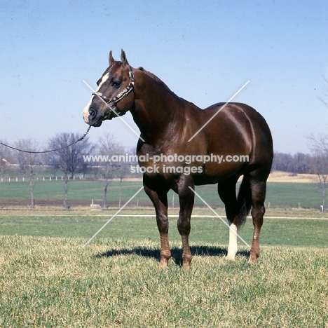 nicky skip, quarter horse in indiana usa