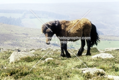 pony on dartmoor, not pure bred dartmoor pony