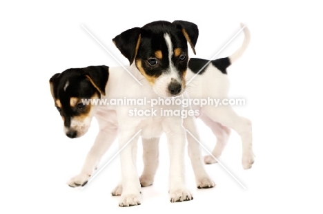 Jack Russell puppies isolated on a white background