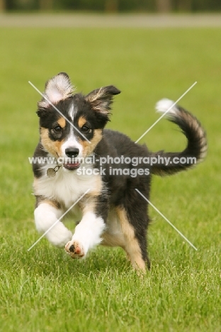 Border Collie puppy running