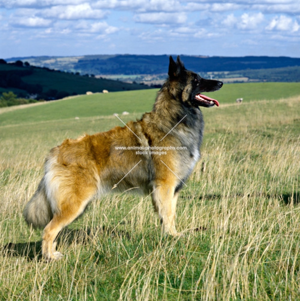 champion tervueren standing on cleeve hill, cheltenham