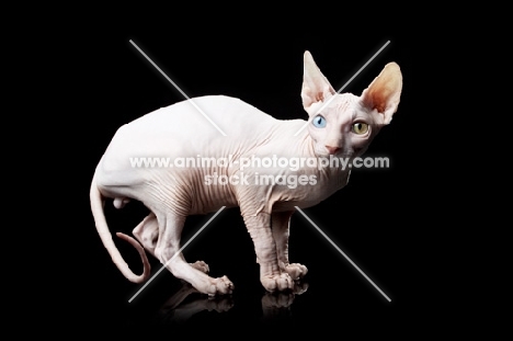 odd-eyed sphynx looking towards camera