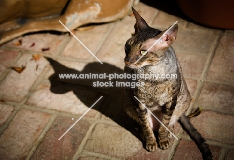 Cornish Rex sitting on pavement