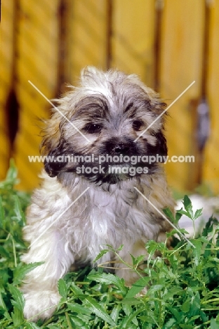 young Russian Bolonka (aka zwetnaja bolonka) puppy