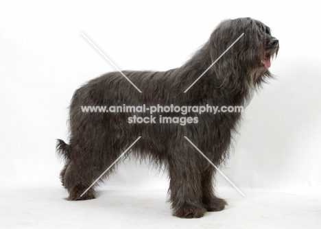 Australian Champion grey briard on white background