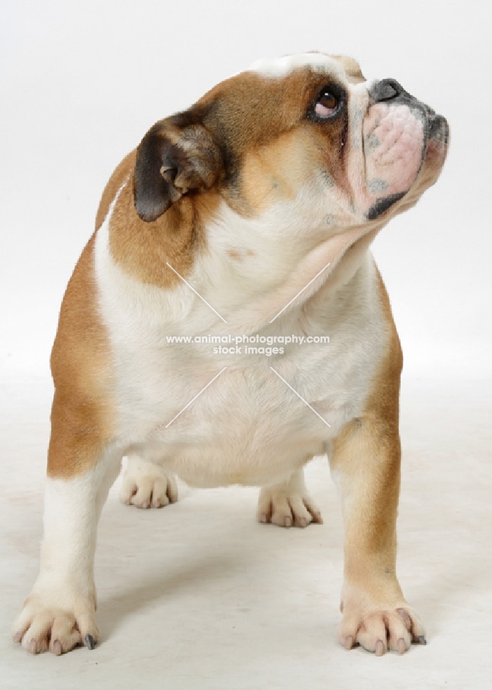 Australian Champion British Bulldog on white background, looking up