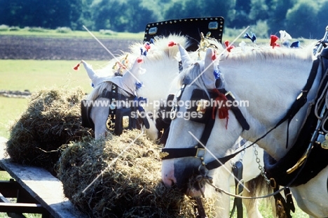 two shire horse eating hay 