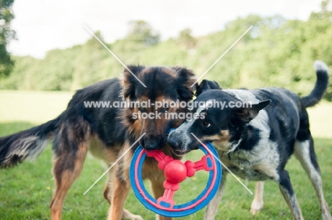 Mongrels playing with a ring
