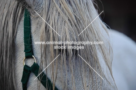 Andalusian close up