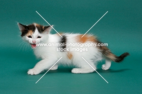 Torbie & White Turkish Van kitten
