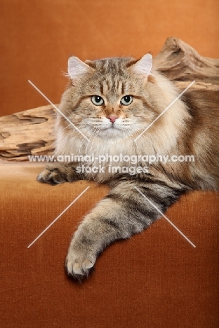 Siberian cat lying near log