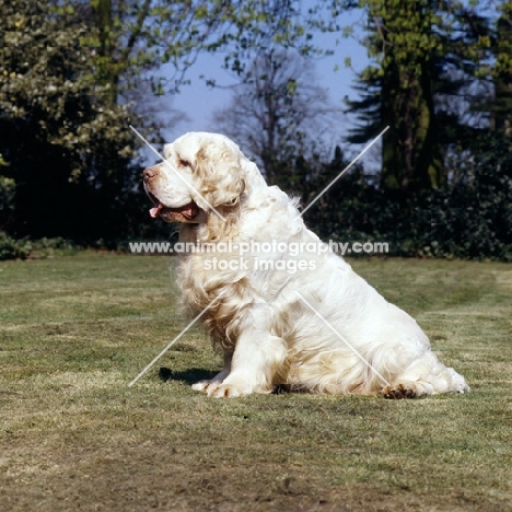 sh champion raycroft senator, side view of clumber spaniel sitting 