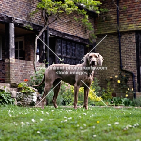 undocked weimaraner in front of a  house