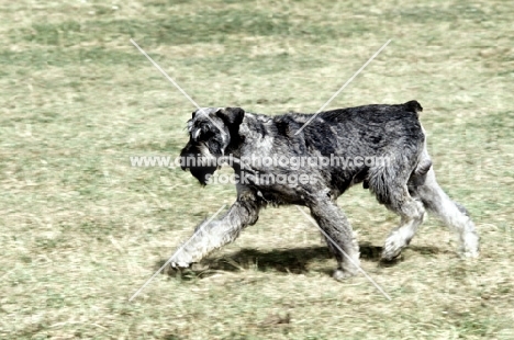 giant schnauzer trotting out