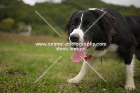 Border Collie looking at the camera while panting