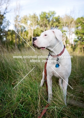 White Dogo Argentino standing in long grass.