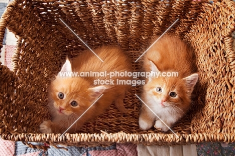 two Maine Coon kittens