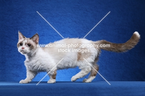 lambkin on blue background, 12 month old Seal Point and White Lambkin Female.