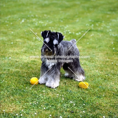 miniature schnauzer with toys