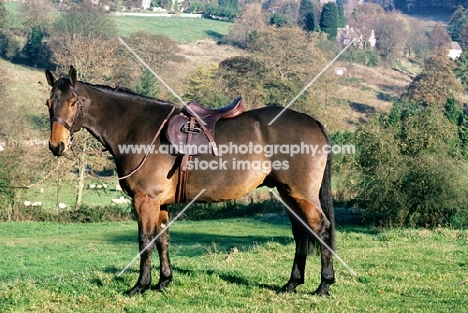 saddled and bridled hunter in hunter clip