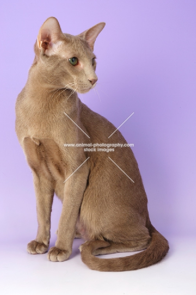 caramel oriental shorthair cat looking away