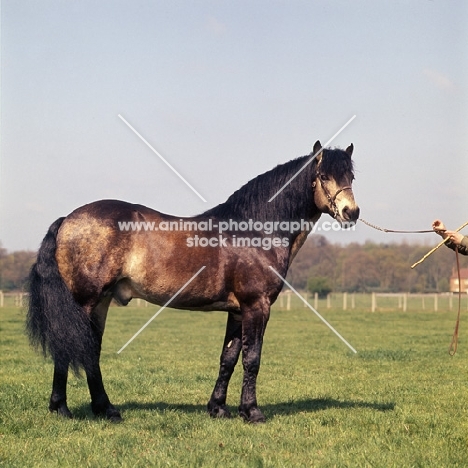 Laurel, Connemara stallion full body 