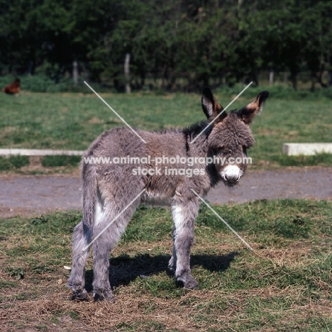 donkey foal looking lost