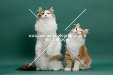 two Siberians on green background looking up