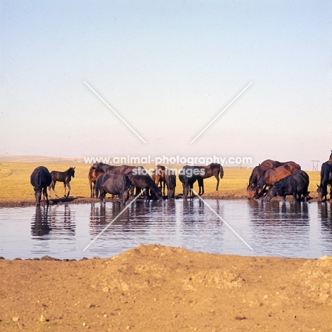Taboon of Kabardine mares and foals drinking at water in Caucasus mountains
