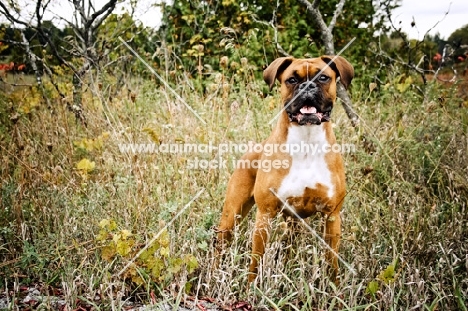 boxer standing in long grass