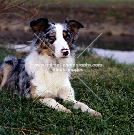 border collie, merle, lying on grass