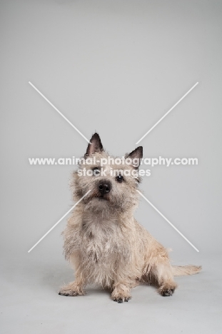 Portrait of a wheaten Cairn terrier on gray studio background.