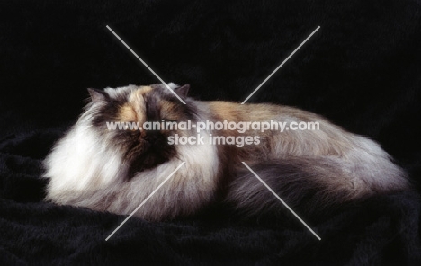 tortie smoke persian cat