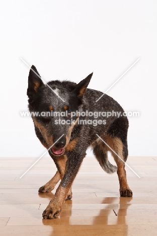 Australian Cattle Dog walking on wooden floor