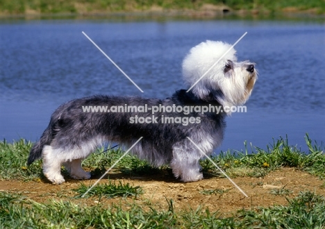 dandie dinmont in usa standing by water, his nibs faire katie