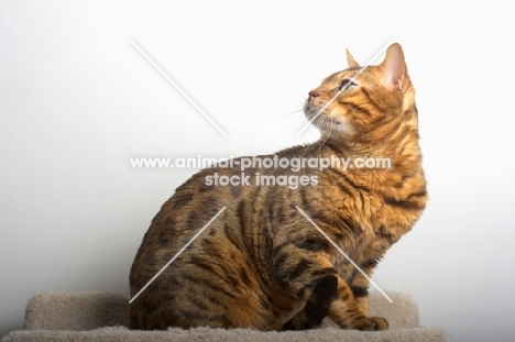 bengal cat sitting on scratch post, white wall on the background