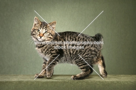 Kurilian Bobtail (shorthair), walking