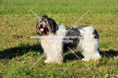 Polish Lowland Sheepdog standing on grass