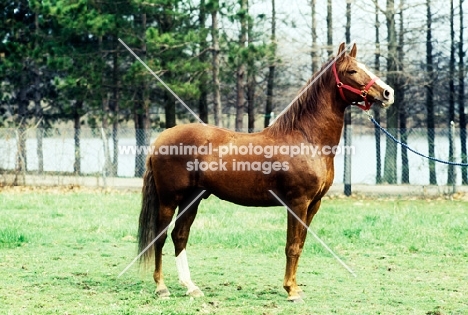 peruvian paso stallion standing on grass