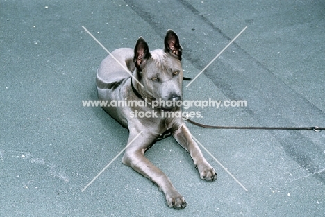 rioux von tor zum rheingau, thailand ridgeback, rioux von tor zum rheingau, lying down showing ridge, 