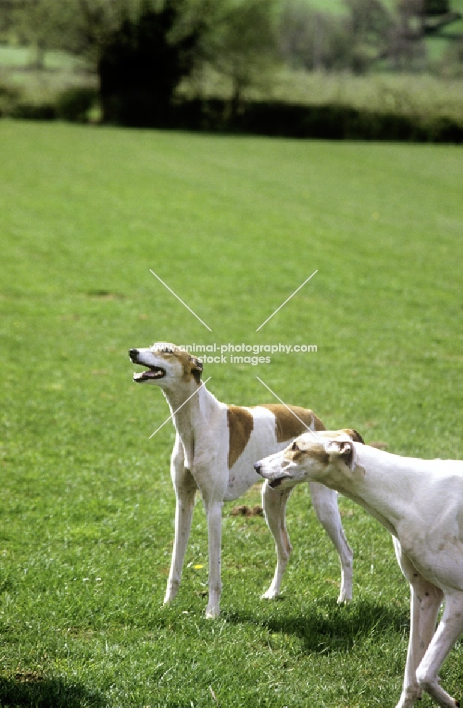 two show greyhounds looking up hopefully